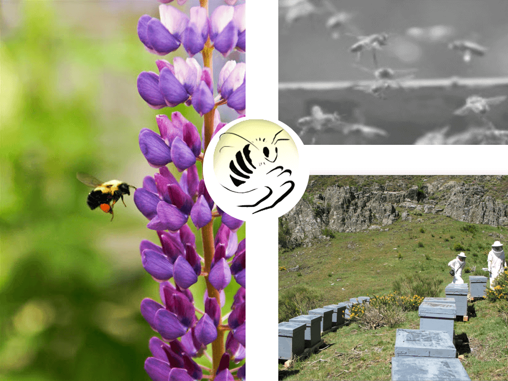 Logotipo de la Fundación Amigos de las Abejas